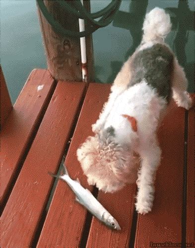 Dog Vs GIF - Find & Share on GIPHY