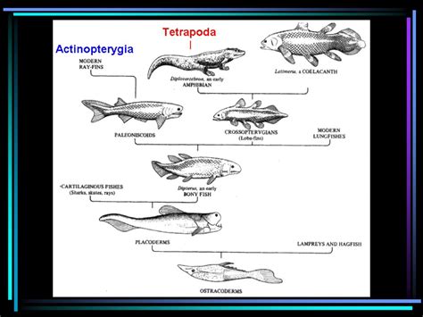 Osteichthyes The Bony Fish. - ppt download