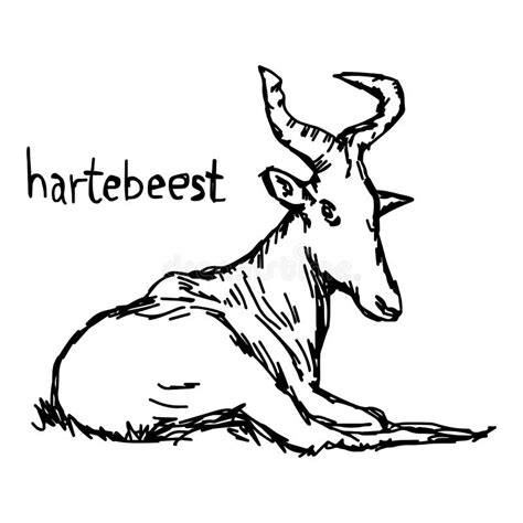 Hartebeest Antelope Stock Illustrations – 57 Hartebeest Antelope Stock ...