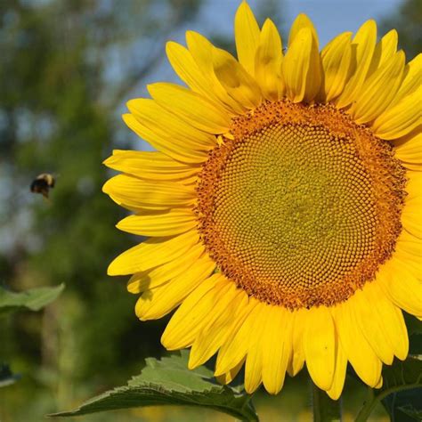 SoL Flowers of Anderson - South Carolina Department of Agriculture