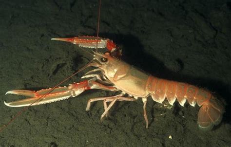 Marine Life: Norway Lobster