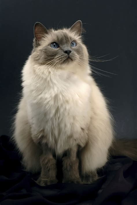 7 Facts About Ragdoll Cats | Mental Floss