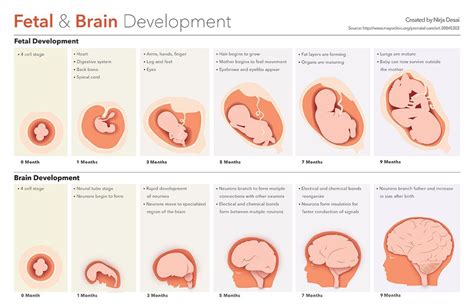 Stages of Embryonic Development