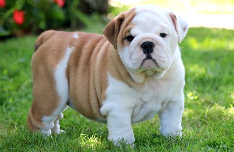 Amazing English Bulldog Puppies Florida in the world Learn more here ...