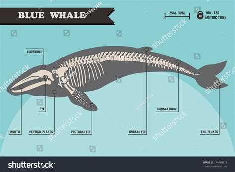 2,586 Whale skeleton Images, Stock Photos & Vectors | Shutterstock