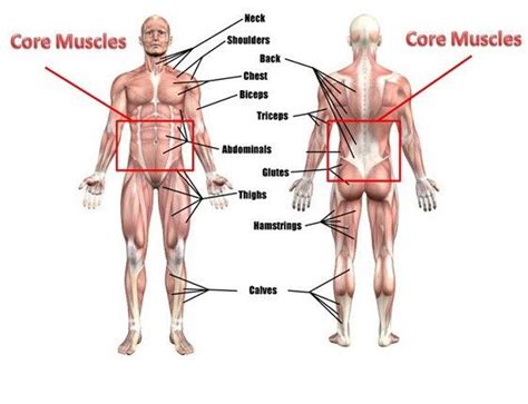 Core Muscles Of The Body