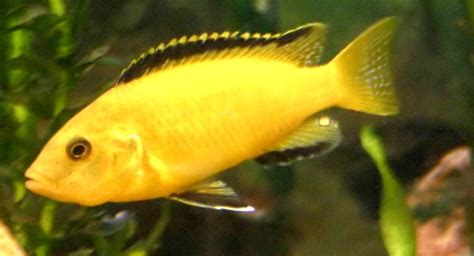 Yellow Lab Cichlid - Tank Mates | Size | Care | Breeding | Fry - SeaFish