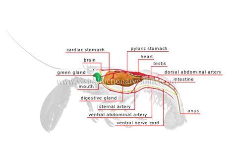 ANIMAL KINGDOM :: CRUSTACEANS :: LOBSTER :: ANATOMY OF A LOBSTER image ...