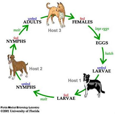 brown dog tick - Rhipicephalus sanguineus Latreille