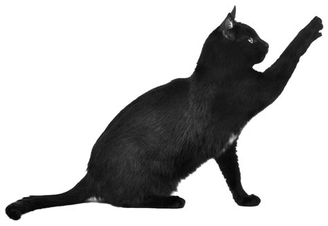 Download Black Cat Scratching transparent PNG - StickPNG