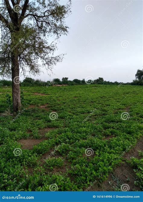 Farming of Groundnuts stock photo. Image of beauty, india - 161614996