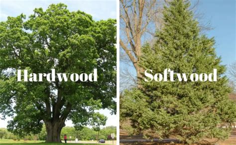 Hardwood Vs Softwood – Differences, Uses, Pros And Cons - The Ultimate Home Living Blog