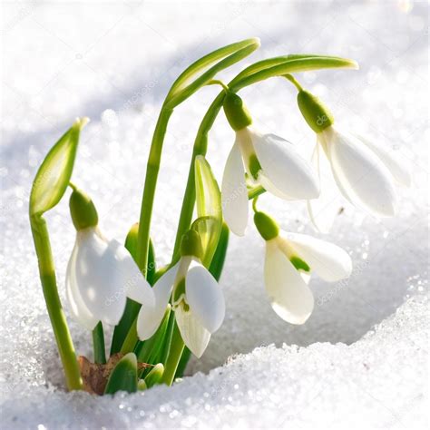 Spring snowdrop flowers — Stock Photo © dovapi #20386261