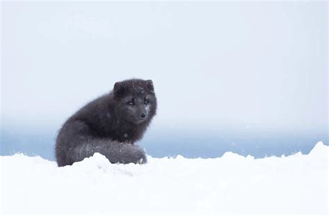 Arctic Fox Adaptations | Habitat and Behavior - All Things Foxes