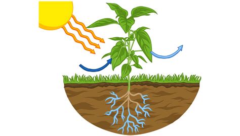 What is photosynthesis? - Twinkl