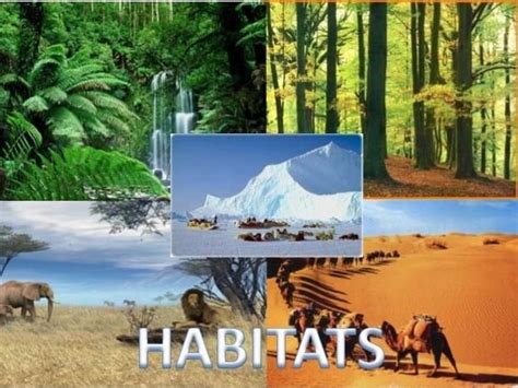 Terrestrial Habitat - ClassNotes.ng