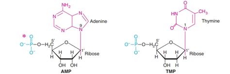 Nucleotides and Nucleosides - Definition, Structure, Function, Types - Biology Notes Online