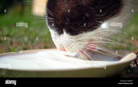 Cat is drinking milk from cat bowl Stock Photo - Alamy