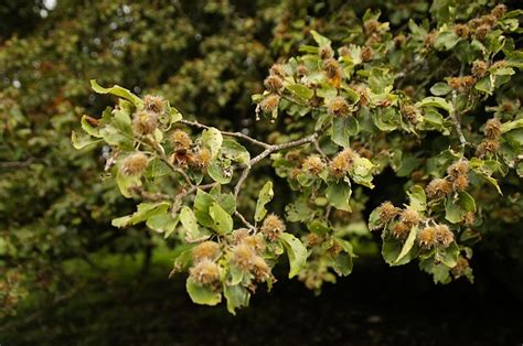 How to Forage for Beech Nuts