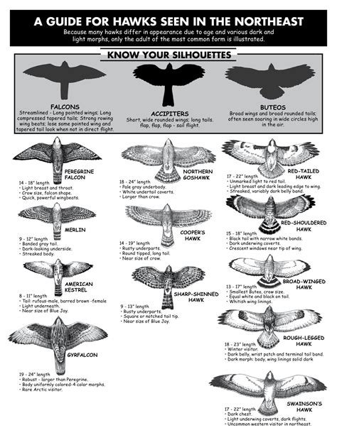 Hawk Identification Guide, from Hawk Migration Association of North America. Click and download ...