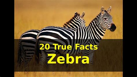 Zebra Facts For Kids Printable