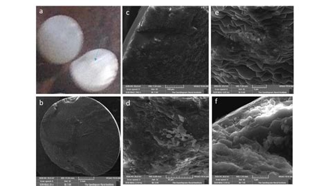 Microstructural Analysis of in vitro Nacre Formation on Shell Bead and Titanium by Cultured ...