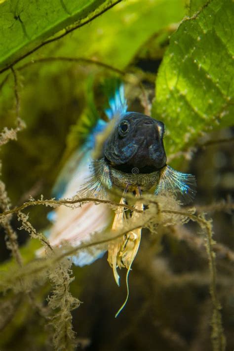 Blue Orange Paradise Betta Fish Stock Photo - Image of fish, siamese: 107152462