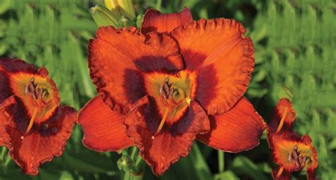 Different Types of Daylilies Varieties & Cultivars To Grow - EmbraceGardening