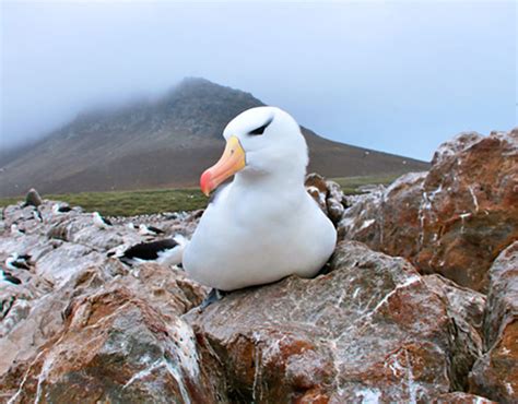 Black-browed Albatross - Falklands Conservation