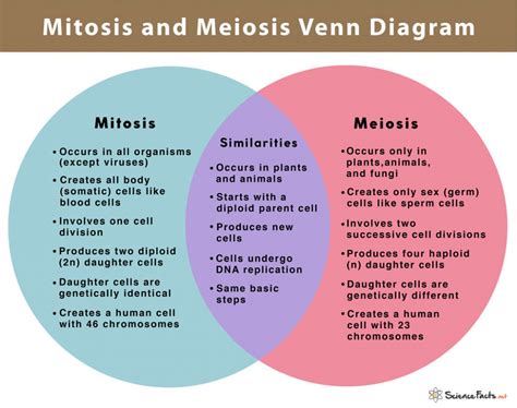 Mitosis vs Meiosis: 14 Main Differences Along With Similarities