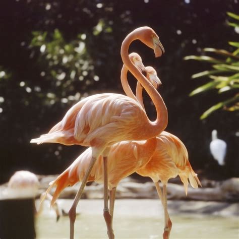 Acquaint Yourself With Every Detail About Flamingo Adaptations - Bird Eden