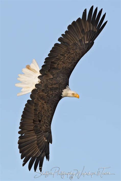 Bald Eagle Full Wingspan - Shetzers Photography