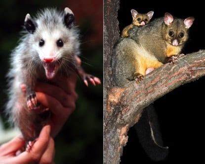 Fur Explainer: Possum & Opossum • We Are Fur