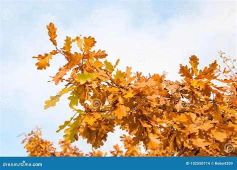 Oak Leaves Autumn Colors Stock Images - 3,444 Photos