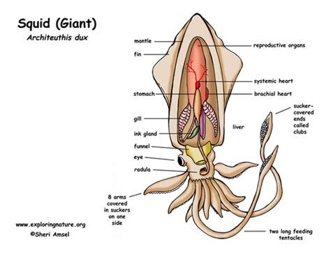 Giant Squid respiratory system - A level biology