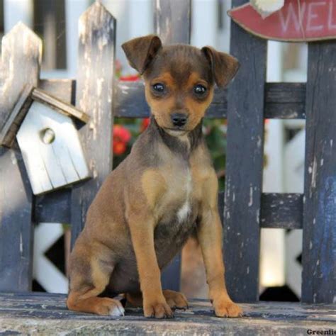 Miniature Pinscher Mix Puppies For Sale - Greenfield Puppies