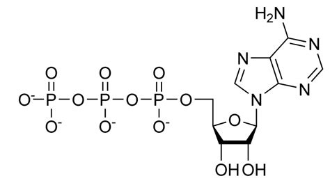 Tyrosine kinase - wikidoc