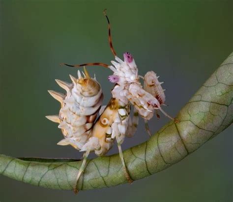 9 Most Unusual and Unique Insects