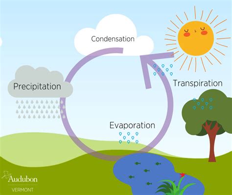 The Water Cycle Revisited! | Audubon Vermont