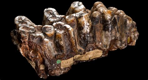 'Monstrous' mastodon molar | Natural History Museum