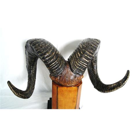 Mounted Dahl sheep horns - 21" w 16" h w stand