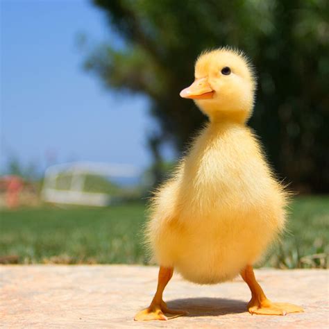 What Do Baby Ducks Eat - Ultimate List