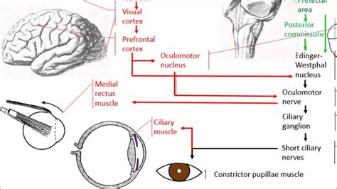 Anatomy of the accommodation reflex - YouTube