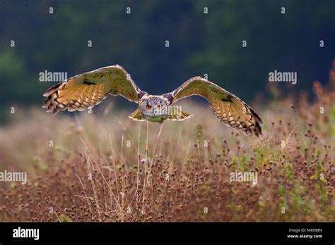 Eagle owl hunting Stock Photo - Alamy