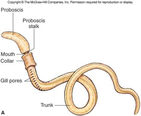 Hemichordata Anatomy