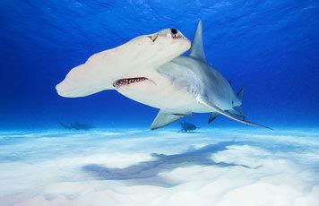 Fun Facts About Hammerhead Sharks for Kids - The Wild Adventure Girls