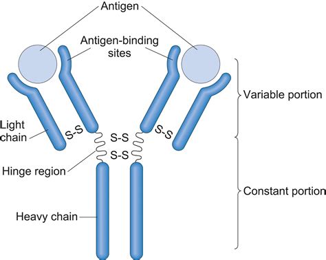 The Structure of an Antibody