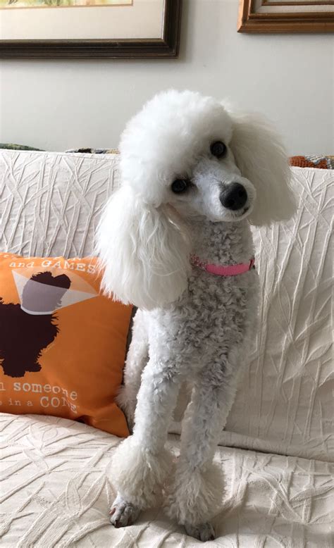 Beautiful Jolie. May 2, 2018 | Poodle haircut, Toy poodle haircut, Poodle puppy