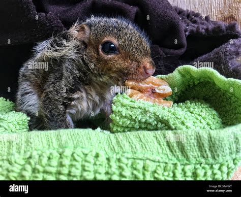 Baby Squirrel Eating Walnuts Stock Photo - Alamy