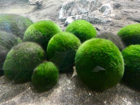 Japan/Hokkaido: Marimo Algae in Lake Akan – Travel2Unlimited